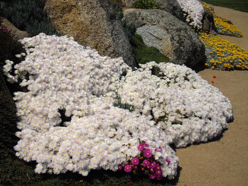 Lampranthus sp photo